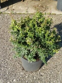 Vuurdoorn Als Bol (Pyracantha 'Navaho') -Garden Plants Series Store pyracantha navaho 4