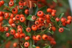 Vuurdoorn (Pyracantha 'Orange Glow') -Garden Plants Series Store pyracantha orange glow 10