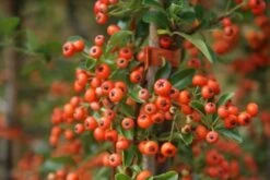 Vuurdoorn (Pyracantha 'Orange Glow') -Garden Plants Series Store pyracantha orange glow 11 2