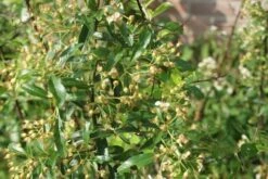 Vuurdoorn (Pyracantha 'Orange Glow') -Garden Plants Series Store pyracantha orange glow 1