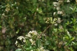Vuurdoorn (Pyracantha 'Orange Glow') -Garden Plants Series Store pyracantha orange glow 2 2