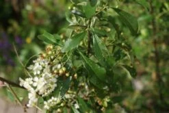 Vuurdoorn (Pyracantha 'Orange Glow') -Garden Plants Series Store pyracantha orange glow 3 2