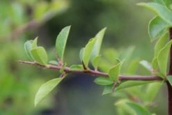 Vuurdoorn (Pyracantha 'Orange Glow') -Garden Plants Series Store pyracantha orange glow 4