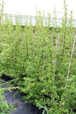 Vuurdoorn (Pyracantha 'Orange Glow') -Garden Plants Series Store pyracantha orange glow 6 2