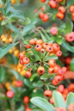 Vuurdoorn (Pyracantha 'Orange Glow') -Garden Plants Series Store pyracantha orange glow 7