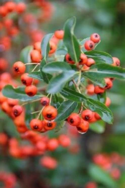 Vuurdoorn (Pyracantha 'Orange Glow') -Garden Plants Series Store pyracantha orange glow 8