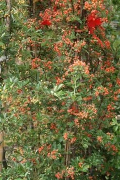 Vuurdoorn (Pyracantha 'Orange Glow') -Garden Plants Series Store pyracantha orange glow 9