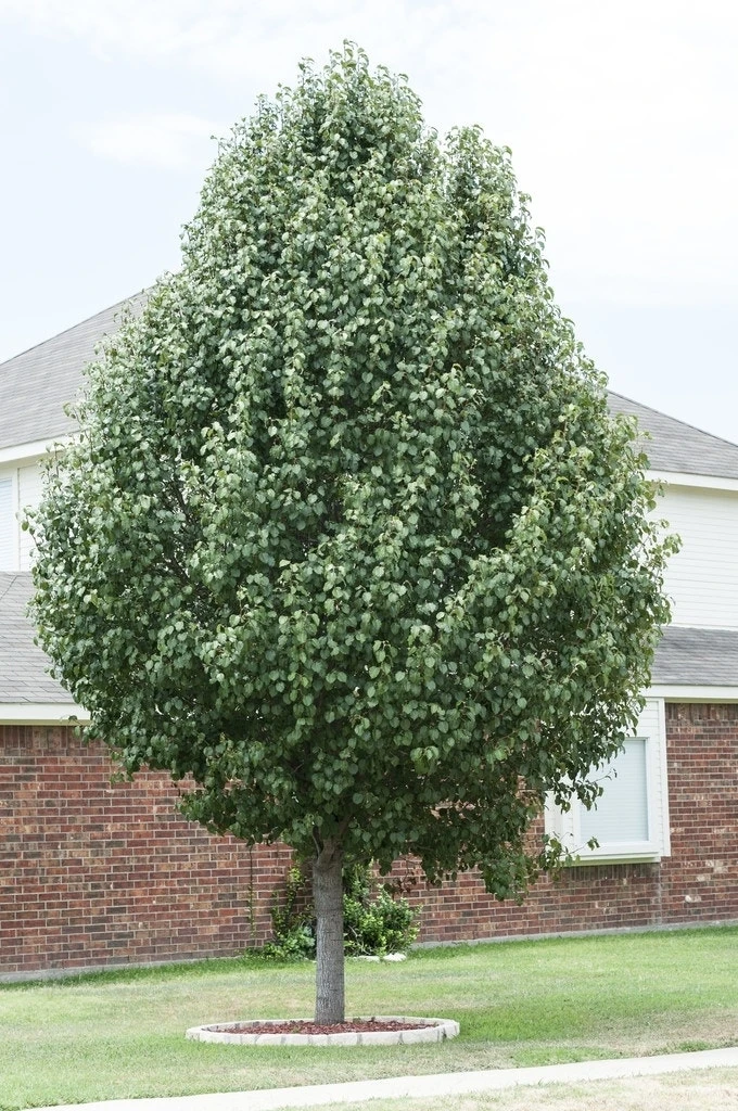 Chinese Sierpeer (Pyrus Calleryana 'Chanticleer') 7 Chinese Sierpeer (Pyrus Calleryana 'Chanticleer') - Image 5