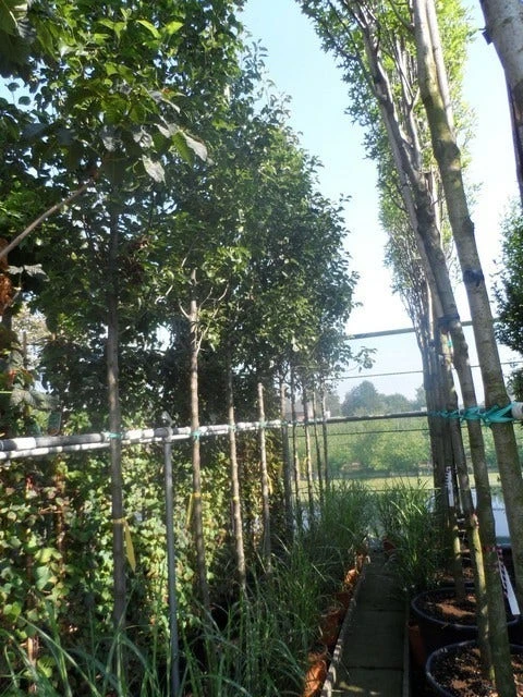 Chinese Sierpeer (Pyrus Calleryana 'Chanticleer') 10 Chinese Sierpeer (Pyrus Calleryana 'Chanticleer') - Image 8