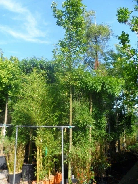 Chinese Sierpeer (Pyrus Calleryana 'Chanticleer') 11 Chinese Sierpeer (Pyrus Calleryana 'Chanticleer') - Image 9