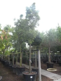 Chinese Sierpeer (Pyrus Calleryana 'Chanticleer') 19 Chinese Sierpeer (Pyrus Calleryana 'Chanticleer') -Garden Plants Series Store pyrus calleryana chanticleer 25 30ho c285