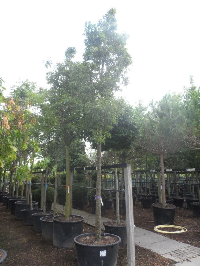 Chinese Sierpeer (Pyrus Calleryana 'Chanticleer') 9 Chinese Sierpeer (Pyrus Calleryana 'Chanticleer') - Image 7