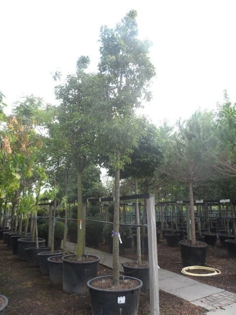 Chinese Sierpeer (Pyrus Calleryana 'Chanticleer') 13 Chinese Sierpeer (Pyrus Calleryana 'Chanticleer') - Image 11