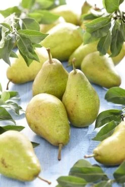 Perenboom (Pyrus Communis 'Bonne Louise D'Avranches')