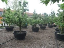 Wilde Perenboom (Pyrus Communis) -Garden Plants Series Store pyrus communis eetpeer in soorten oude vormboom c500