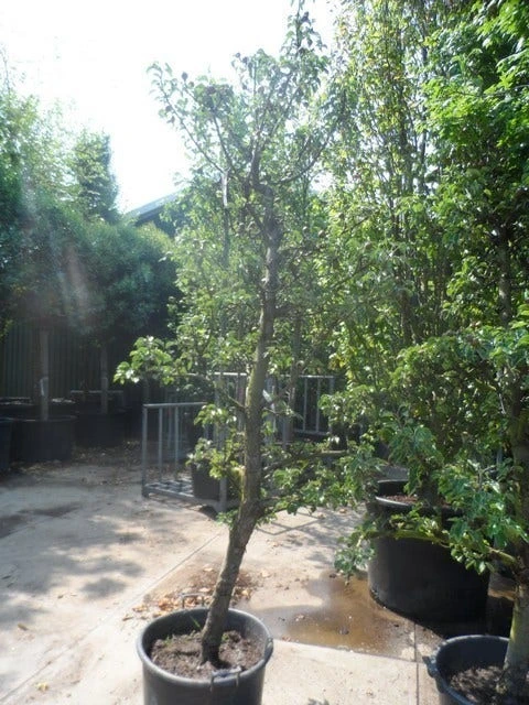 Perenboom (Pyrus Communis 'Gieser Wildeman') 7 Perenboom (Pyrus Communis 'Gieser Wildeman') - Image 5