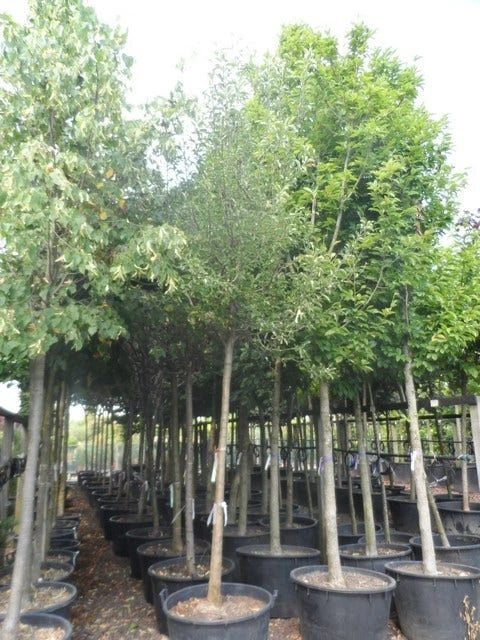 Perenboom (Pyrus Communis 'Gieser Wildeman') 4 Perenboom (Pyrus Communis 'Gieser Wildeman') - Image 2