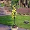 Zuil-peer (Pyrus Communis 'Obelisk') -Garden Plants Series Store pyrus communis zuilvorm 1