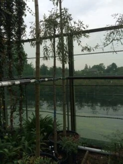 Treursierpeer (Pyrus Salicifolia 'Pendula') -Garden Plants Series Store pyrus sal pendula 1