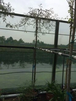 Treursierpeer (Pyrus Salicifolia 'Pendula') -Garden Plants Series Store pyrus sal pendula 2