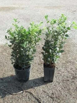 Steeneik Als Struik (Quercus Ilex) -Garden Plants Series Store quercus ilex 1