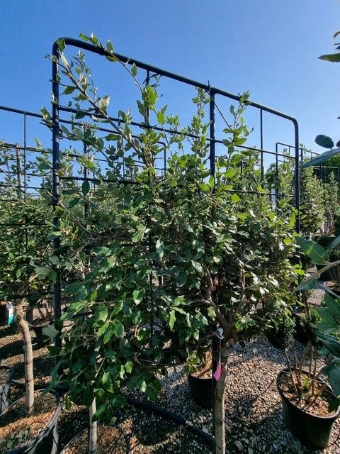 Steeneik Leirek Op Halfstam (Quercus Ilex) 4 Steeneik Leirek Op Halfstam (Quercus Ilex) - Image 2