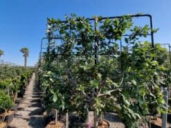 Steeneik Leirek Op Halfstam (Quercus Ilex) -Garden Plants Series Store quercus ilex 100cm stam spaliera 3 1