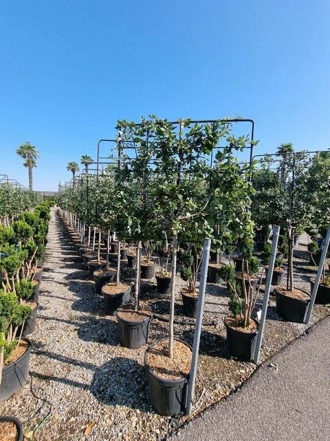 Steeneik Leirek Op Halfstam (Quercus Ilex) 6 Steeneik Leirek Op Halfstam (Quercus Ilex) - Image 4