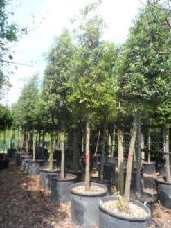 Steeneik Als Boom (Quercus Ilex) -Garden Plants Series Store quercus ilex 20 25ho c200