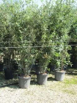Steeneik Meerstammig (Quercus Ilex) -Garden Plants Series Store quercus ilex 200 250 meerstammig