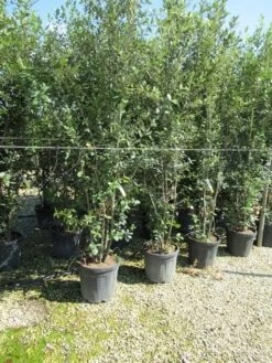 Steeneik Meerstammig (Quercus Ilex) -Garden Plants Series Store quercus ilex 200 250meerstammig 1