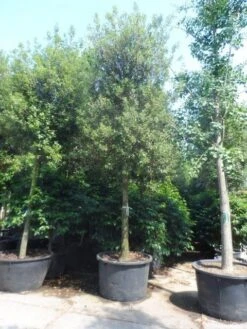 Steeneik Als Boom (Quercus Ilex) -Garden Plants Series Store quercus ilex 30 35 40ho cont