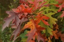 Moeraseik Als Dakboom (Quercus Palustris) -Garden Plants Series Store quercus palustris 2