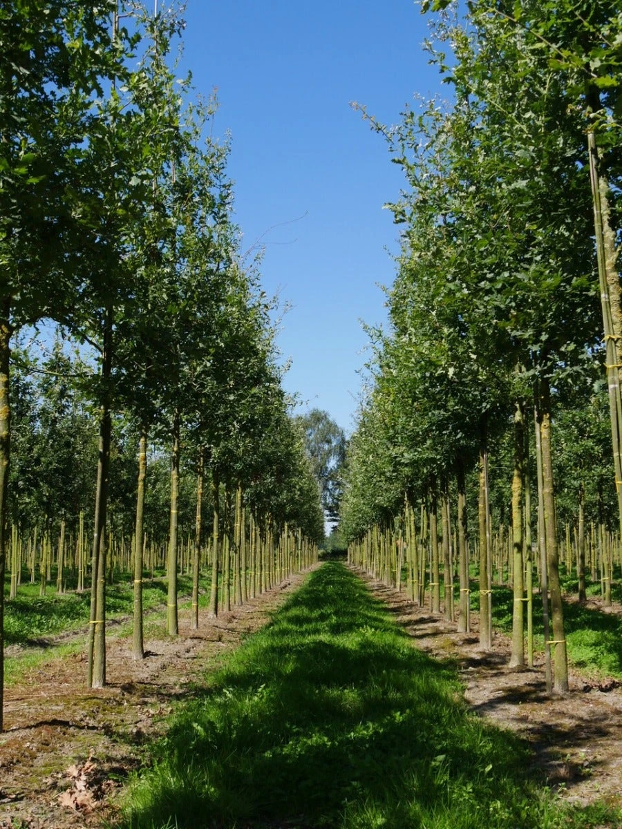 Grote Zomereik (Quercus Robur) 4 Grote Zomereik (Quercus Robur) - Image 2
