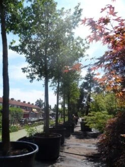 Zomereik (Quercus Robur) -Garden Plants Series Store quercus robur 35 40ho c750 1