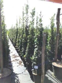 Zomereik Als Zuilboom (Quercus Robur 'Fastigiata') -Garden Plants Series Store quercus robur fastigiata 175 200 c30