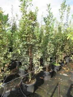 Zomereik Als Zuilboom (Quercus Robur 'Fastigiata') -Garden Plants Series Store quercus robur fastigiata koster 200 250