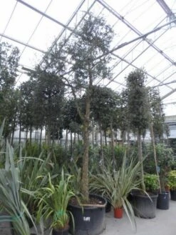 Kurkeik (Quercus Suber) -Garden Plants Series Store quercus suber