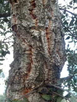 Kurkeik (Quercus Suber) -Garden Plants Series Store quercus suber 2 2