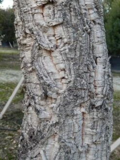 Kurkeik (Quercus Suber) -Garden Plants Series Store quercus suber 3 2 1