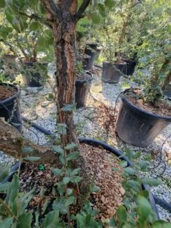 Kurkeik Meerstammig (Quercus Suber) -Garden Plants Series Store quercus suber meerstammig 1 1