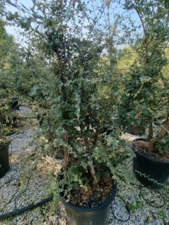Kurkeik Meerstammig (Quercus Suber) -Garden Plants Series Store quercus suber meerstammig 2 1