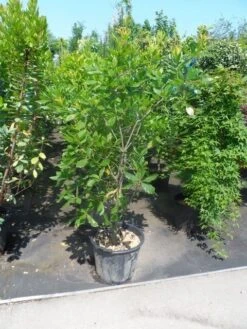 Oostenrijkse Eik (Quercus Turneri 'Pseudoturneri') -Garden Plants Series Store quercus turneri pseudoturneri 125 150 175 c35