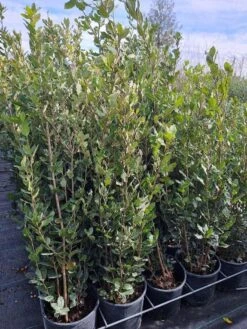 Steeneik Als Struik (Quercus Ilex) -Garden Plants Series Store quercusilex steeneik voorraad02b
