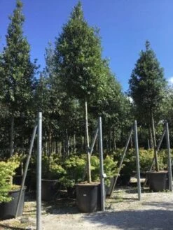 Steeneik Als Boom (Quercus Ilex) -Garden Plants Series Store quercusilexv01