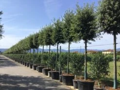 Steeneik Als Boom (Quercus Ilex) -Garden Plants Series Store quercusilexv05