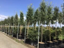 Steeneik Als Boom (Quercus Ilex) -Garden Plants Series Store quercusilexv09