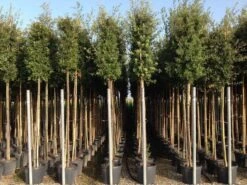 Steeneik Als Boom (Quercus Ilex) -Garden Plants Series Store quercusilexv11