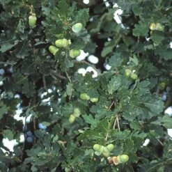 Zomereik, Bosplantsoen (Quercus Robur) -Garden Plants Series Store qurobur 5 1