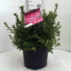 Japanse Azalea (Rhododendron 'Madame Van Hecke') -Garden Plants Series Store r. aj mme van hecke c10 1